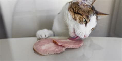 can cats eat honey ham