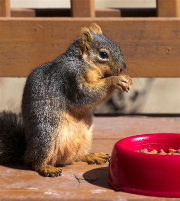 do squirrels eat cat food: An Unexpected Inquiry into Squirrel Dietary Habits and Pet Food Curiosities