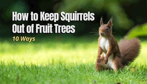 how to protect fruit trees from squirrels - And the Art of Coexisting和平共处的艺术