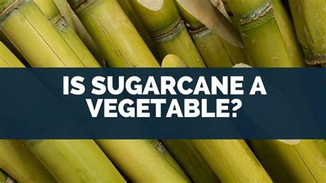 is sugarcane a fruit Is sugarcane a fruit or a vegetable? This question might seem trivial at first glance, but it invites us to delve into the classification of plants and their edible parts, exploring the nuances between fruits and vegetables in culinary and botanical contexts.